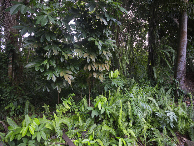 伊基多斯亚马逊雨林旅游攻略_伊基多斯亚马逊